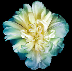 Fototapeta premium Blue-yellow tulip flower on black isolated background with clipping path. Closeup. For design. Nature.