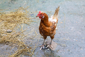 The Rhode Island red hen is stay and relax in asia farm garden