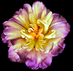 Purple-yellow   tulip flower  on black isolated background with clipping path. Closeup. For design. Nature.