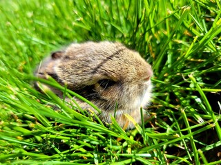 rabbit in grass
