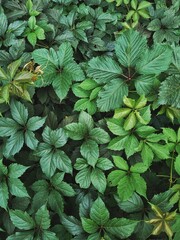 green leaves background