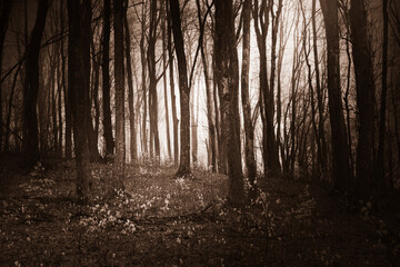 dark mysterious autumn woods