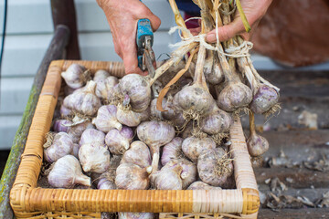 Harvesting garlic for the winter. Agriculture concept. Healthy fresh food.