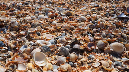 Shells from gastropods of bivalve molluscs living in the Azov and Black seas, Golubitskaya. Beige, black, white seashells on the shore. Cerastoderma lamarcki, Hypanis colorata, Anadara inaequivalvis © Julija