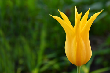 A graceful elegant tulip flower of a sunny yellow shade close-up in the garden on a green blurred...