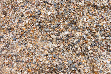 Beach sand and sea shells. Marine theme