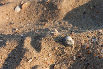Fototapeta na wymiar Sea shell on the sand. Beach. Small depth of field