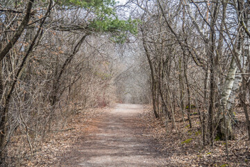 Forest in spring time