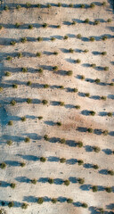 Bird's Eye View of an Olive Farm in Spain