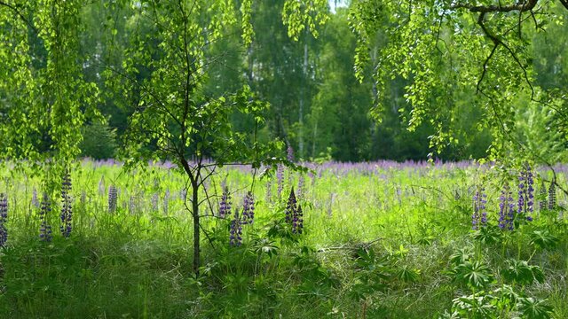 Beautiful sunny spring or summer blooming green forest and meadow. 4k stock video landscape. Nature of Ukraine, Europe