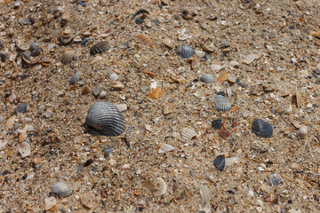 Sea shell on the sand. Beach background. Marine theme. Small depth of field