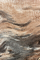 Weathered tree trunk textured background