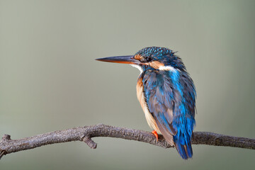 young blue bird with juvenile plumage during visiting to Thailand in rainny to winter season, Common Kingfisher