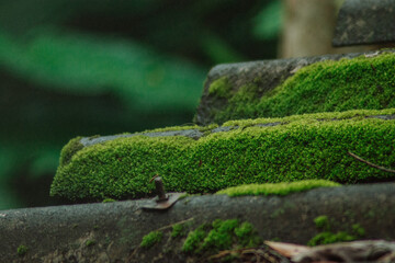 lizard on a tree