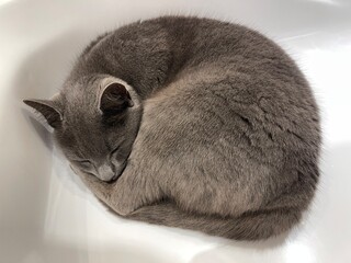 grey little cat curled up in a ball - obrazy, fototapety, plakaty