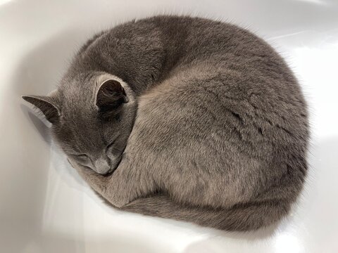 Cat Curled In A Ball Images – Browse 407 Stock Photos, Vectors, and Video |  Adobe Stock