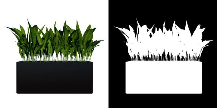 Front view of Plant (Flowerpot with Dracaena 2) Tree white background 3D Rendering Ilustracion 3D