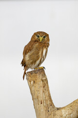 モデルのようなフクロウ