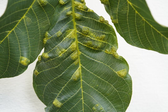 Damage caused on wallnut tree leaves by the Walnut gall mite (Phytotus tristriatus) Juglans regia, Juglandaceae Family.