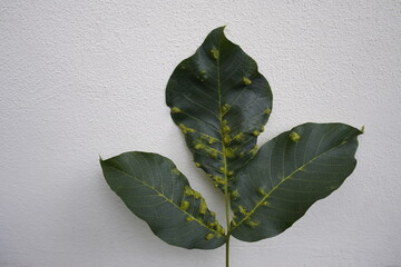 Damage caused on wallnut tree leaves by the Walnut gall mite (Phytotus tristriatus) Juglans regia,...