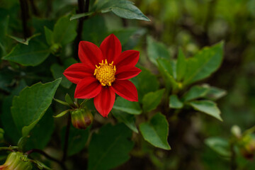 Single, one layer, red dahlia flower blooming in a flower garden.