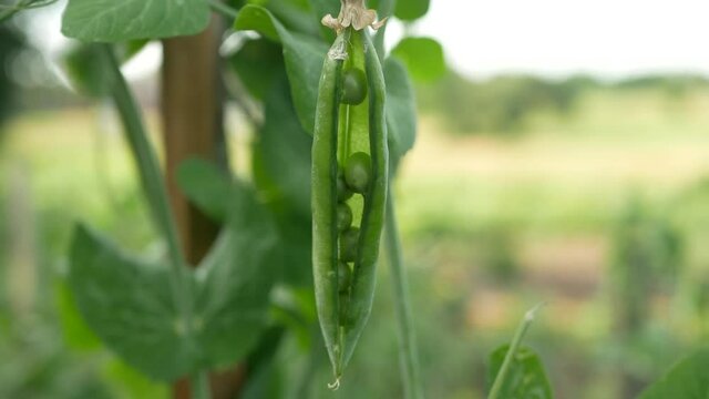 Beautiful close up of green fresh peas and pea pod. Healthy food.