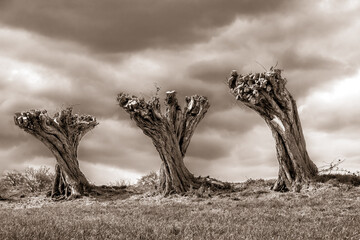Grayscale shot of three dead tree trunks