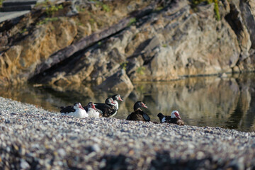 wild ducks on the rocks