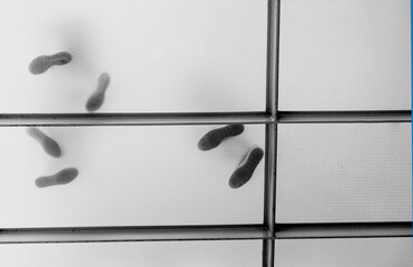 Low view of shoe soles through a translucent glass floor