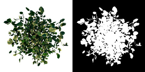 Top view of Plant (Flowerpot with Ficus Benjamina 2) Tree white background 3D Rendering Ilustracion 3D