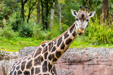 Closeup shot of a giraffe on a safari © Graziano Vacca/Wirestock