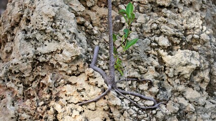 The roots of a small tree on a large stone