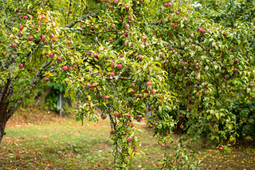 Fototapeta premium Branch with several red apples in the closeup.