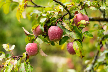 Branch with several red apples in the closeup.