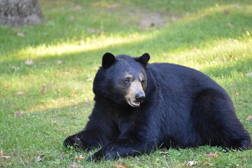 black bear sitting pretty for photo shoot