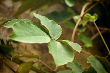 Green fresh leaf in a sunny day
