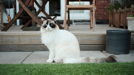 Ragdoll Cat