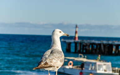 A seagull stands on the parapet near the sea against the background of a lighthouse.