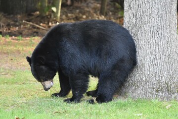 black bear scratching butt on tree