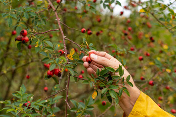 Man collecting rose hip in nature