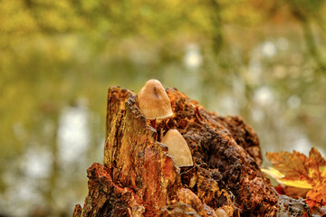 autumn in the forest