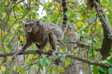 marmoset brazilian monkey on tree. close up view