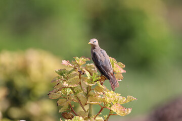 red billed hornbill