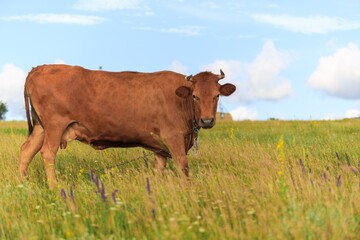 Village grazing dairy cows cattle farm