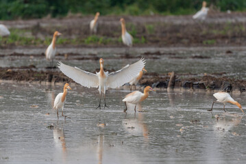 Cattle egrets stay in the fields for food, rest and fly