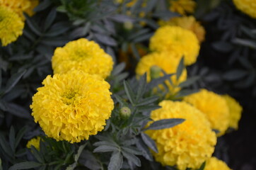 yellow flowers in the garden