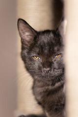 chat noir