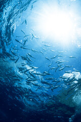 Underwater wild world with school of fish and beautiful sun light.

