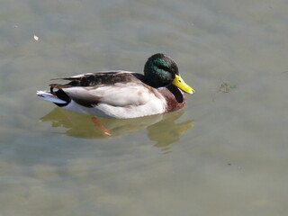 Col vert sur les berges