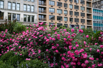 Fototapeta na wymiar Beautiful Pink Rose Bushes at Union Square Park in New York City during Spring